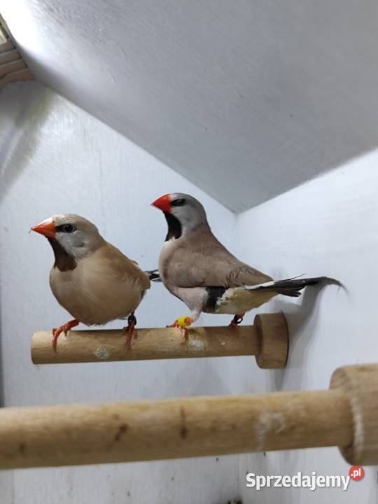 Amadyna ostrosterna para Astryld Astryldy