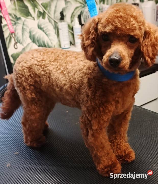 Maltipoo pudel maltanczyk Szydłowiec