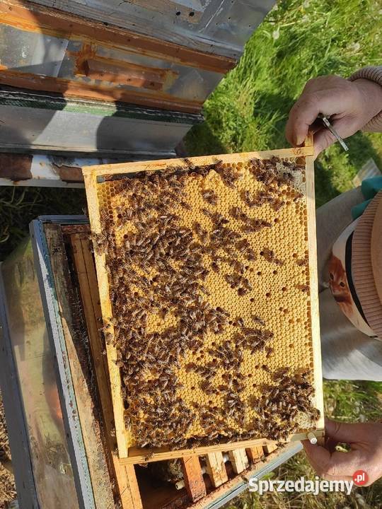 ręki PRIMA matki unasiennione czerwiące Wolinia sprzedam