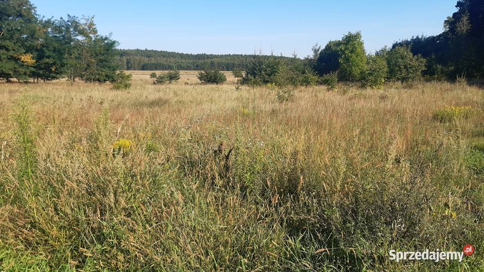 Działka budowlana 2900m2 park las Naroczyce Sprzedaż