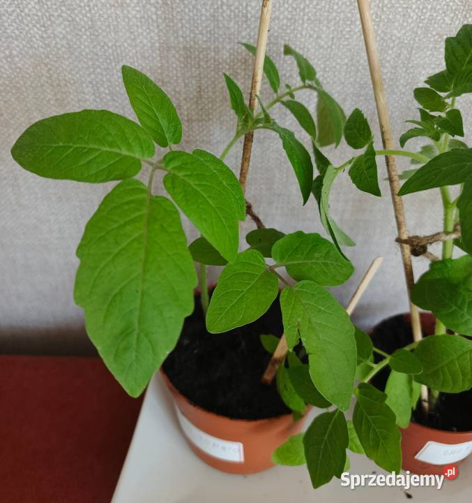 Sadzonki pomidorów Bio Łódź
