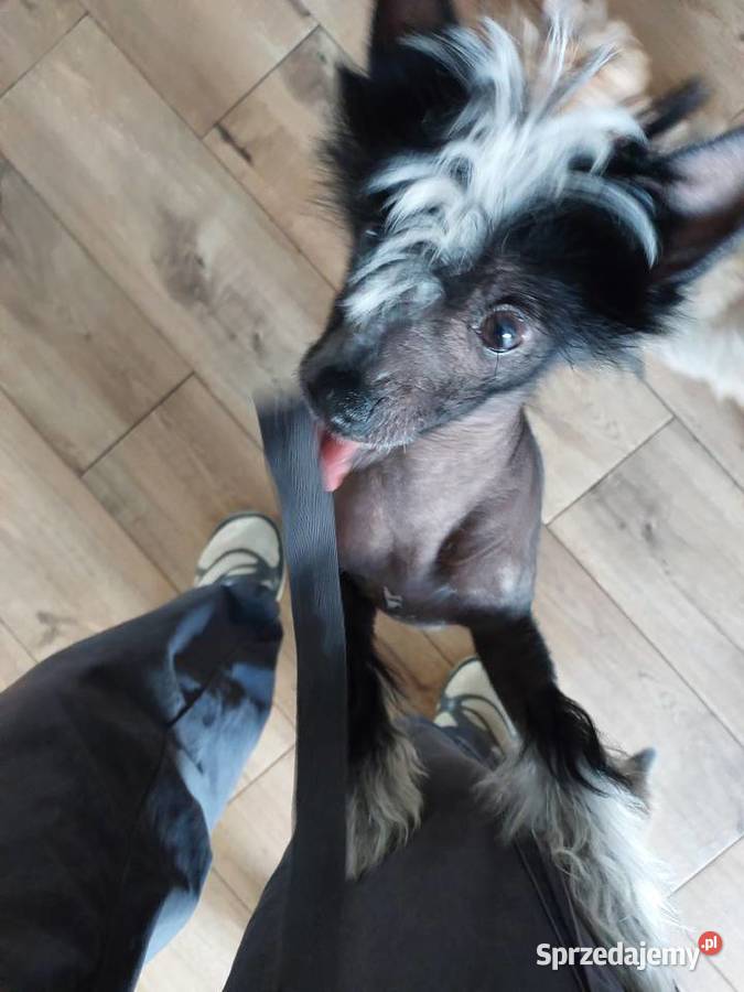 Chiński Grzywacz ZKwPFCI samiec THL Czarna Dąbrówka