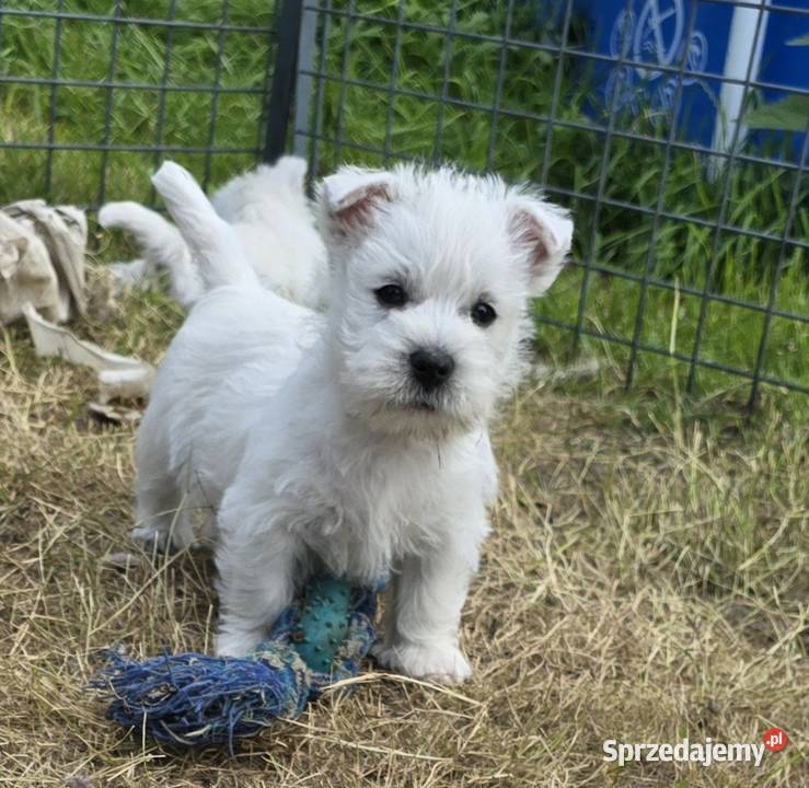 West highland white terrier westi zkwp FCI Piątkowisko