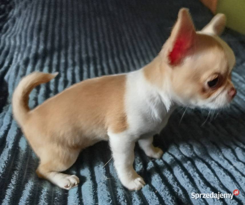 Chihuahua sunia krótkowłosa mini wielkopolskie Konin