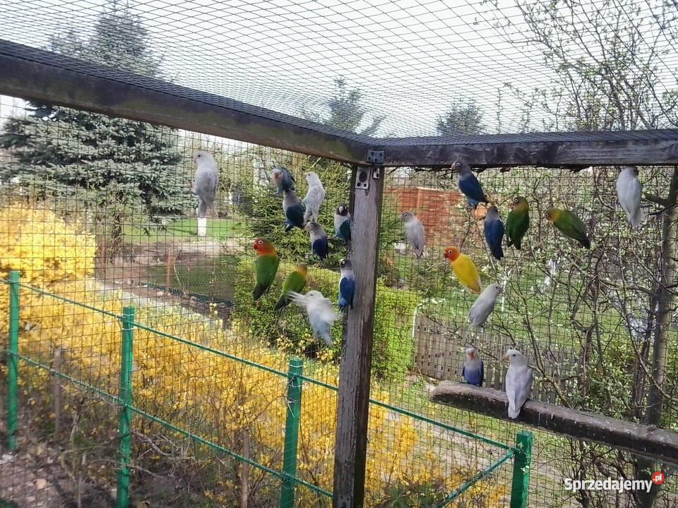 papugi nierozłączki fischera wielkopolskie Gniezno