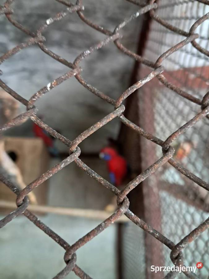 Sprzedam papugi barabandy aleksandrety zeberki Ptaki Pińczów