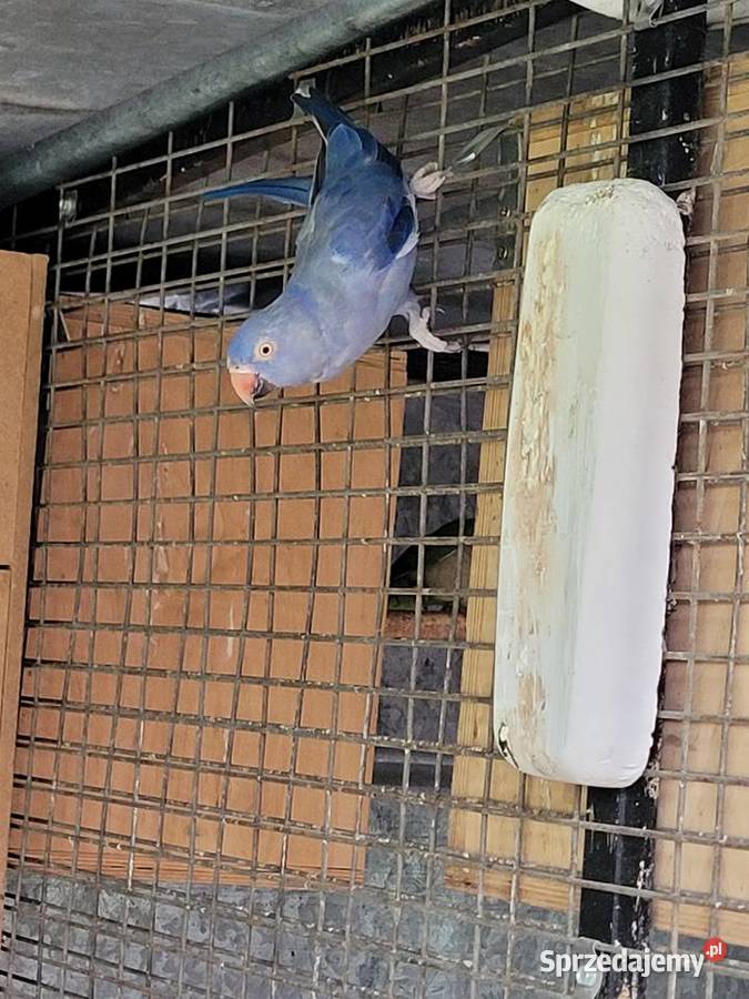 Aleksandretta obrożna fiolet para 2021r legowa Ulanica