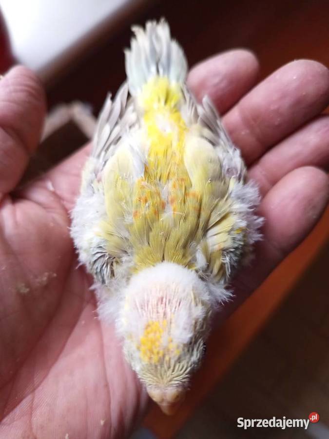 Ręcznie karmione Świergotki Środa Wielkopolska