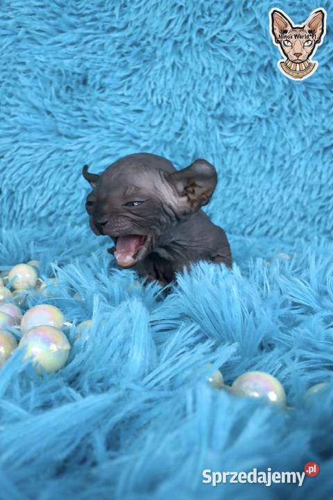 Sfinks kanadyjsky Sfinks Grodzisk Mazowiecki