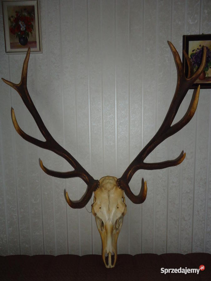 Poroze byka jelenia Gdynia