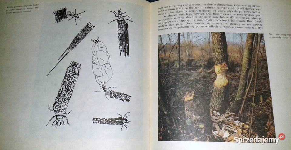 Kampinoskie bobry Piotr Topiński lubelskie Chełm