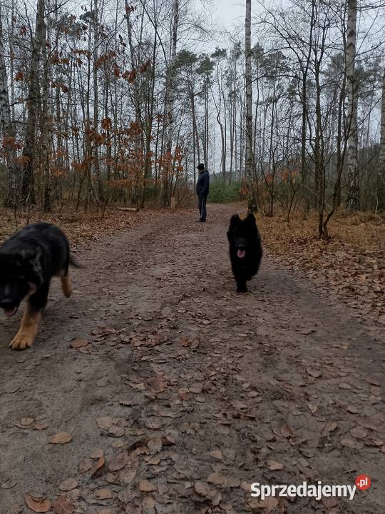 Owczarek niemiecki łódzkie Tomaszów Mazowiecki