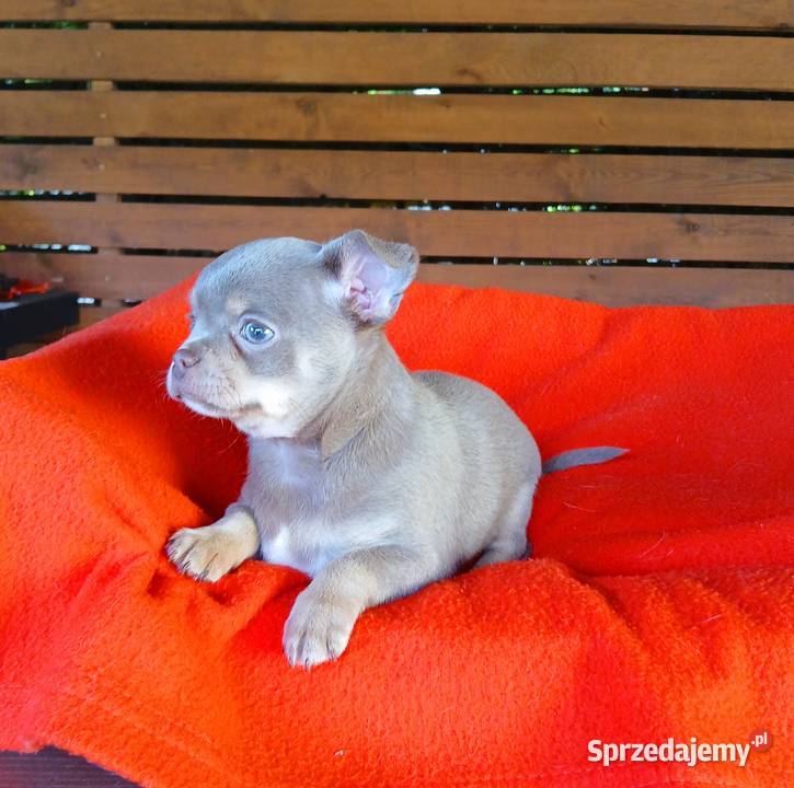Suczka chihuahua liliowa