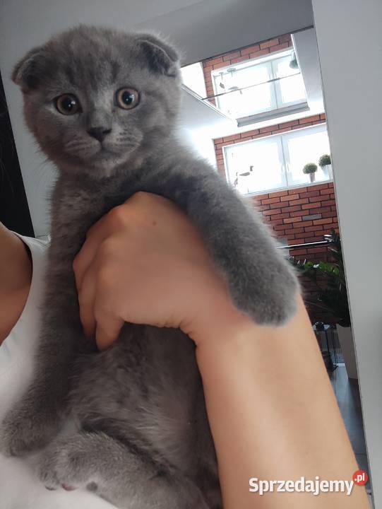 Scottish Fold kocięta Krośnice sprzedam