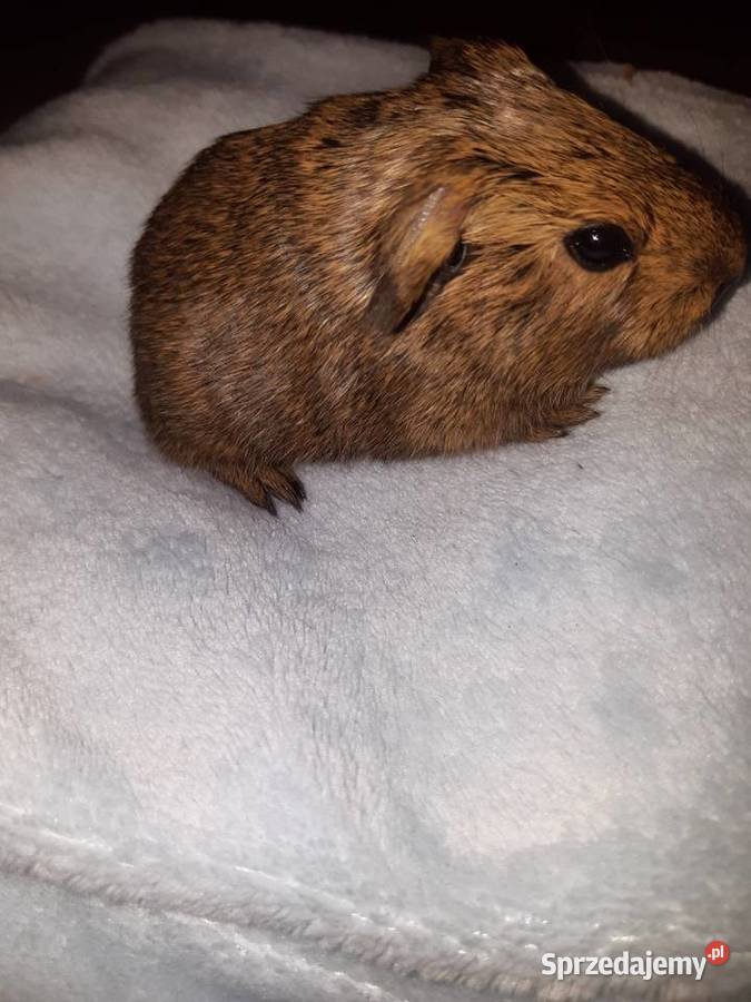 Świnka morska samiec Poddębice