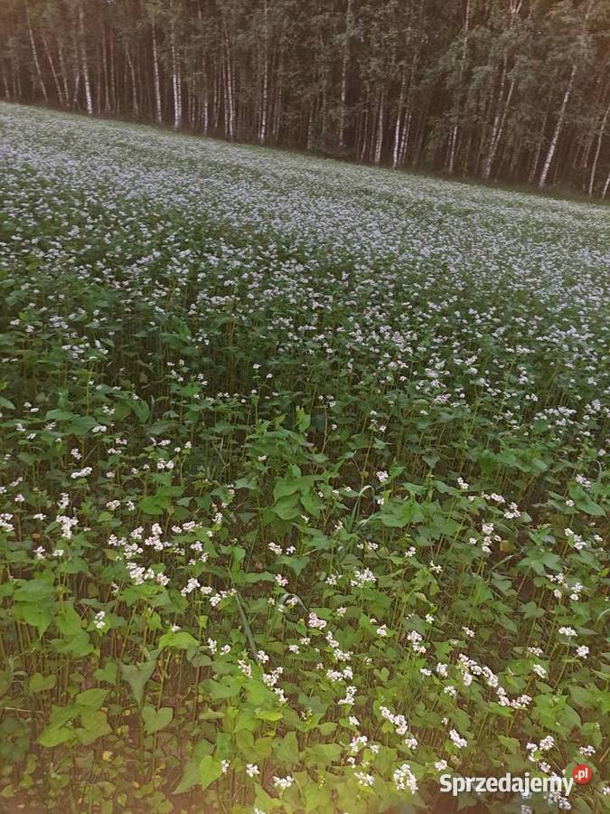 Gryka zasiew pszczół Poradnik świętokrzyskie Małogoszcz