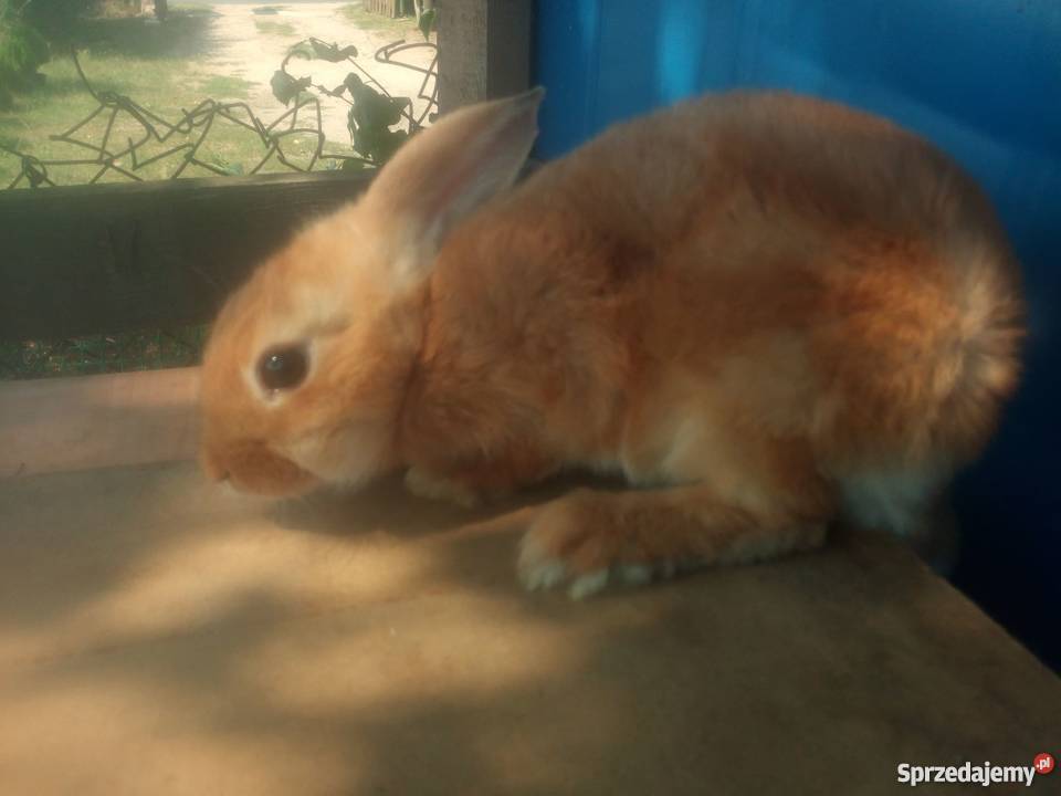 Króliki Hodowlane SPRZEDAM 7 królików Brodnica