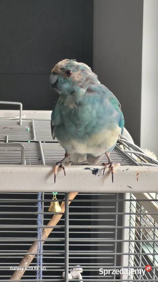 Ptak papuga kozia modrolotka niebieska Sosnowiec