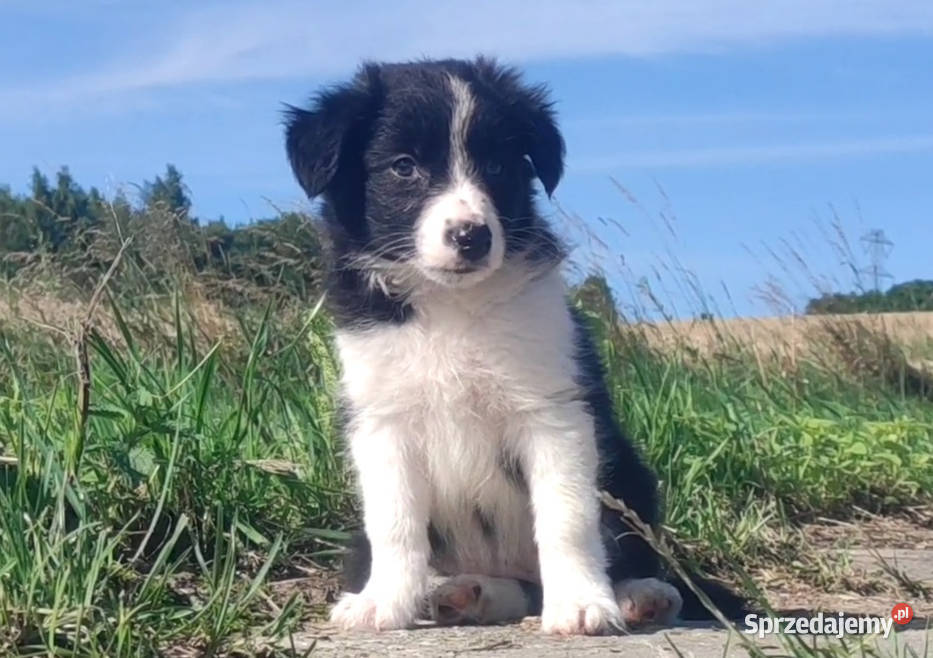 Szczeniak BORDER COLLIE z Hodowli Rasowa suczka Pozostałe podkarpackie