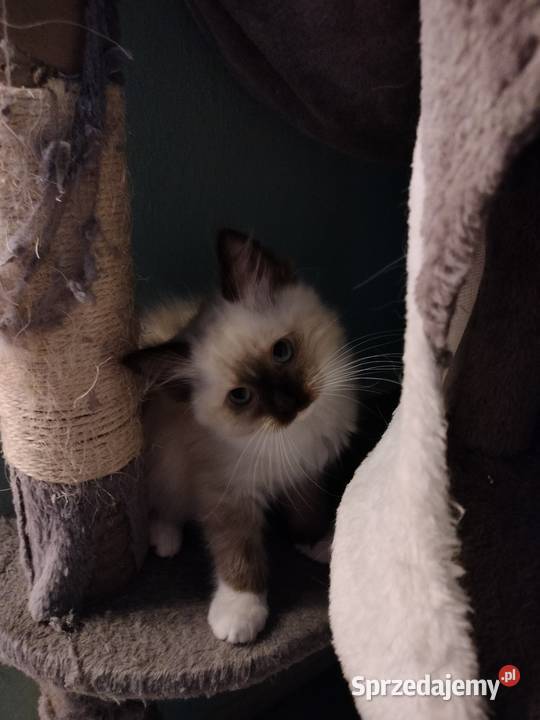 Piękneprzttulaśne kocięta Żarów
