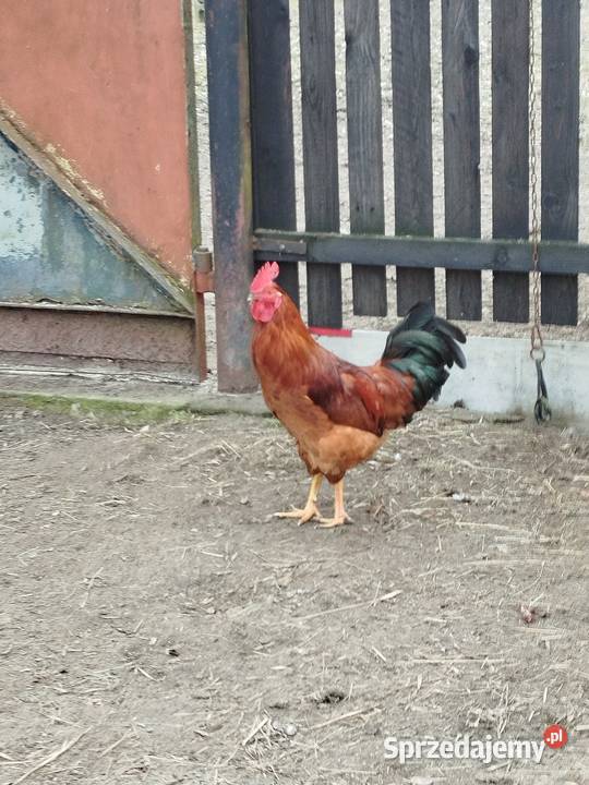 Kogut koguty Choszczówka Dębska