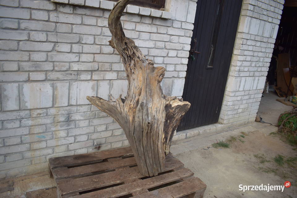 Niepowtarzalny korzeń ozdobny do ogrodu