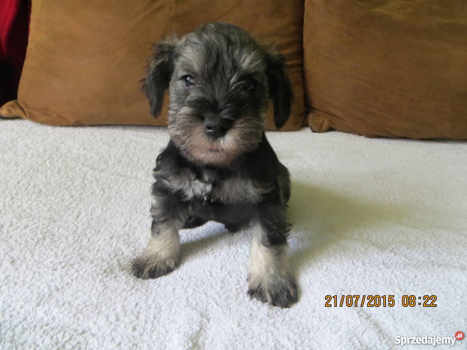 Sznaucer miniaturka Częstochowa