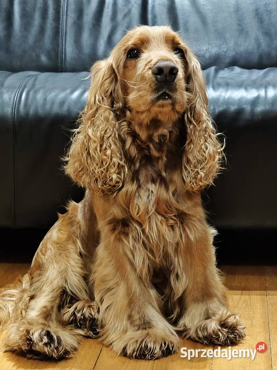 Reproduktor do krycia cockier spaniel angielski Piaseczno