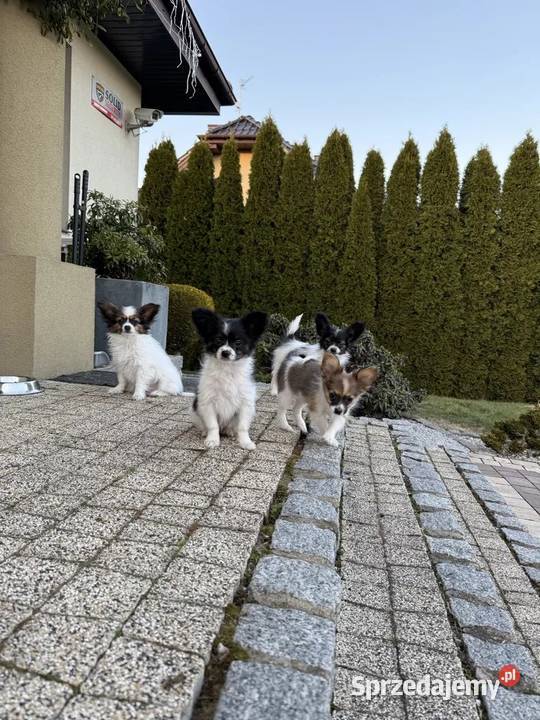 Papillon szczeniak spaniel kontynentalny
