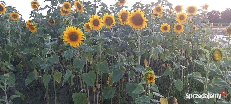 Słoneczniki ozdobne Lubelskie lubelskie Lublin
