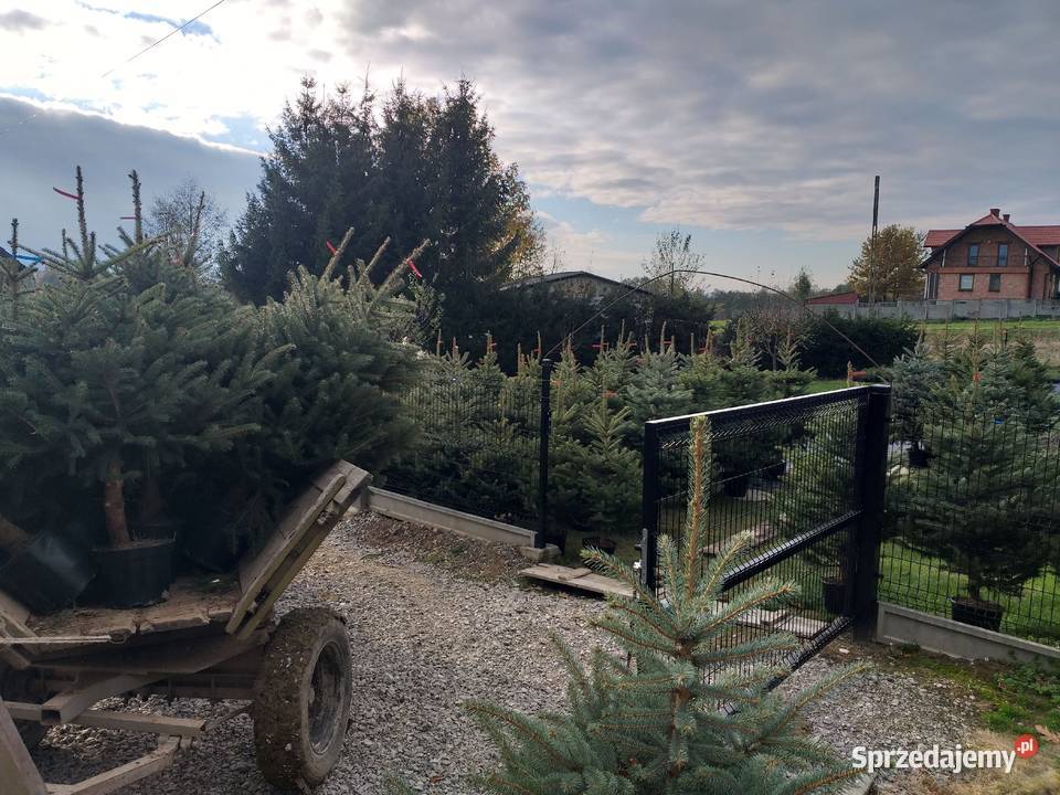 Choinki świerk jodła hurt detal Śniadka Druga