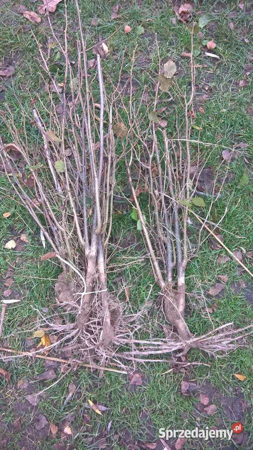 Leszczyna kataloński trapezundski webba lubelskie