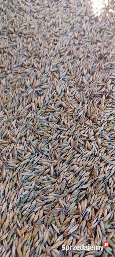 Owies tegoroczny 2025