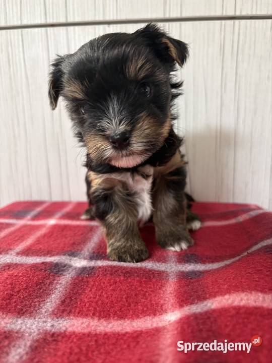 Do Rezerwacji Panda Yorkshire Terrier Biewer Konin
