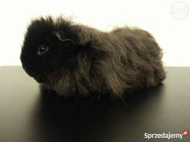 Świnka morska rasa Texel Łódź sprzedam