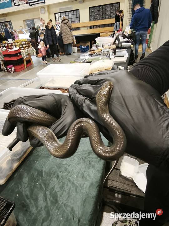 lamprophis fuliginosus czarna mahoniowka Gady i płazy