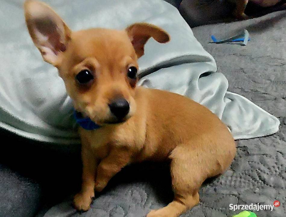 Pinczer Miniaturowy Radom