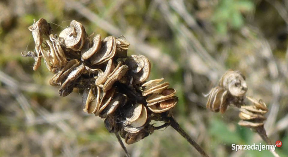 LUCERNA SIEWNA  Medicago sativa NASIONA 100g Lubanie