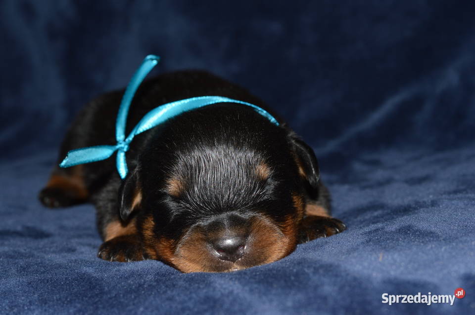 Rottweiler szczeniak samiec ZKwP