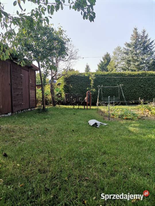 Działka ROD w Kamieńczyku kWyszkowa 500m2 mazowieckie Kamieńczyk