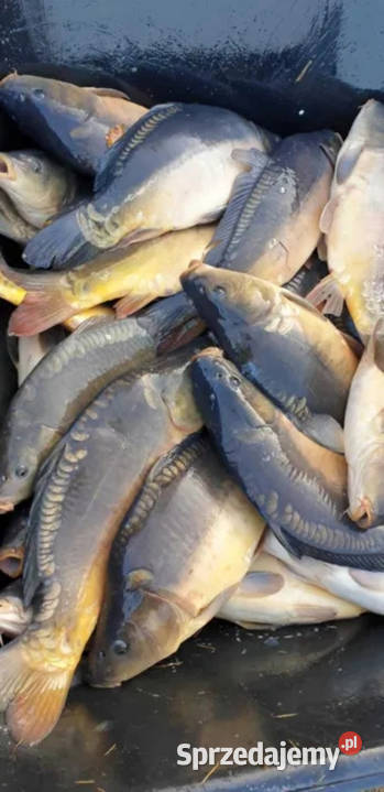 Karp handlowy konsumpcyjny sprzedaż Ośno Lubuskie
