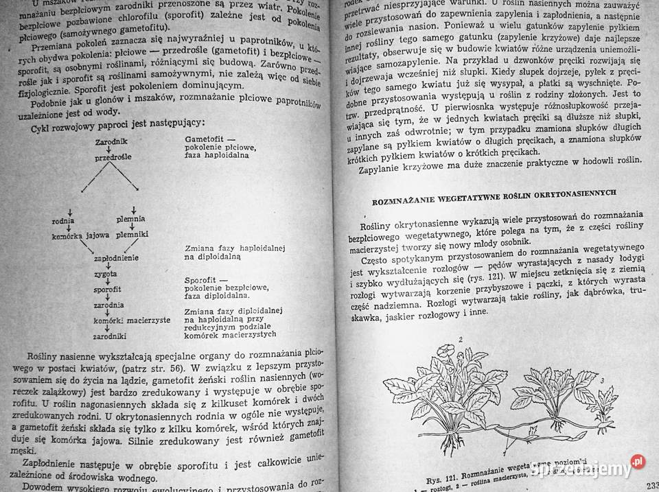 Repetytorium z biologii L Hausbrandt J Mazurowa miękka Pozostałe