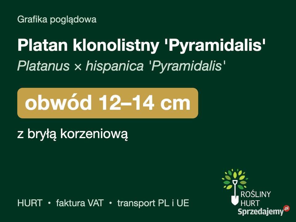 Platan klonolistny Pyramidalis obwód 1214 z