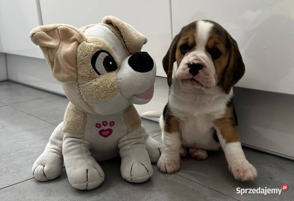 Beagle szczeniak Beagle Jedlińsk sprzedam