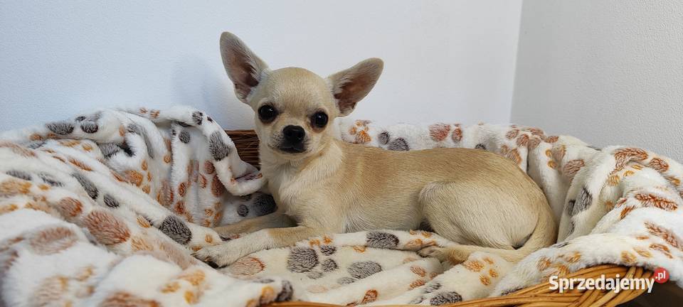 Chihuahua mini szczeniak puppy prawdziwy rodowód Chihuahua Radom sprzedam