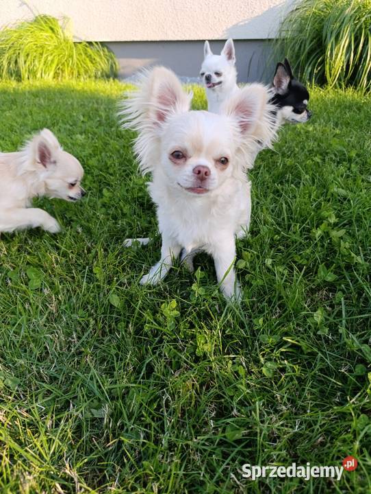 Chihuahua długowłosy samiec ZKwP FCI opolskie Ligota Dolna