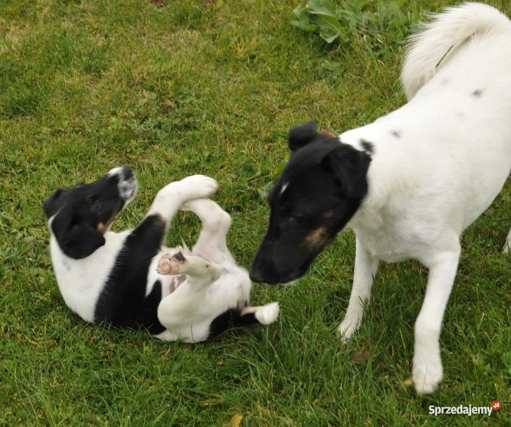 Foksterier krótkowłosy szczeniak samiec Rokietnica
