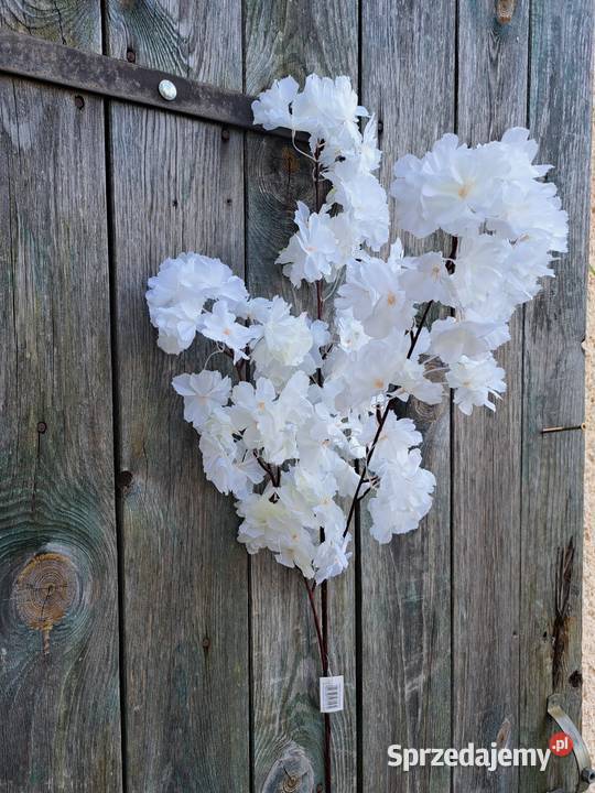 Biała wiśnia gałęzie Lublin sprzedam