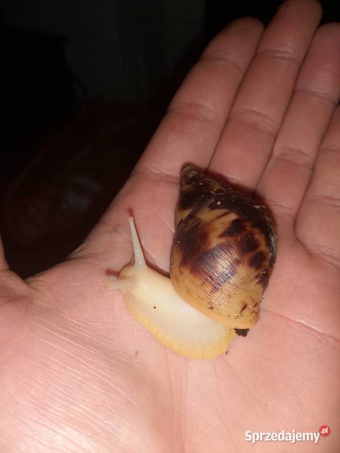 Ślimak afrykański Achatina reticulata albino Wrocław