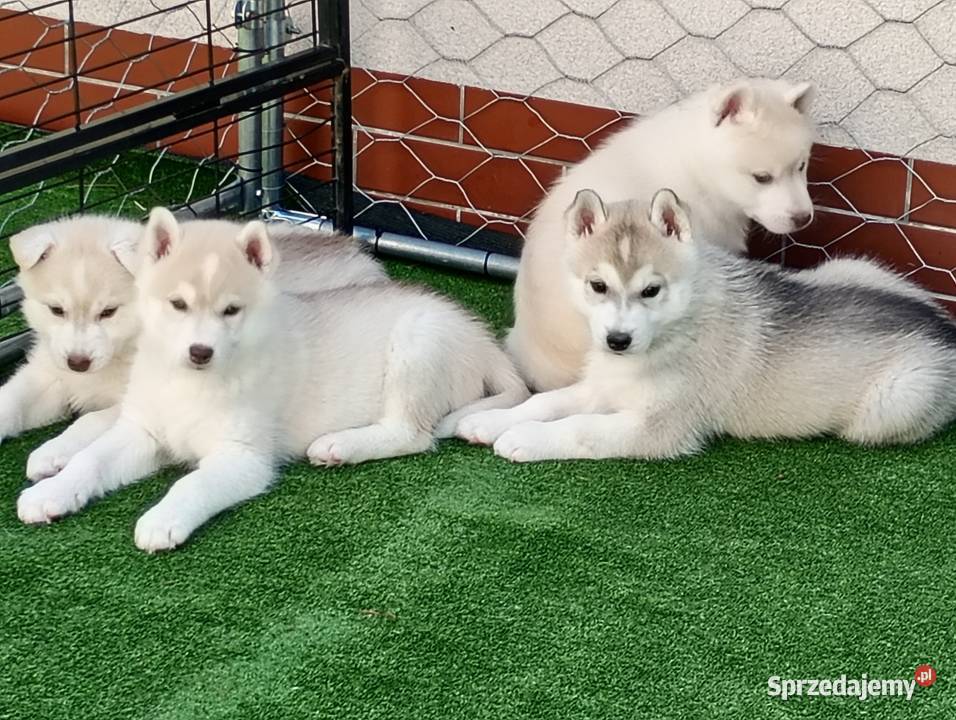 Siberian husky boy śląskie